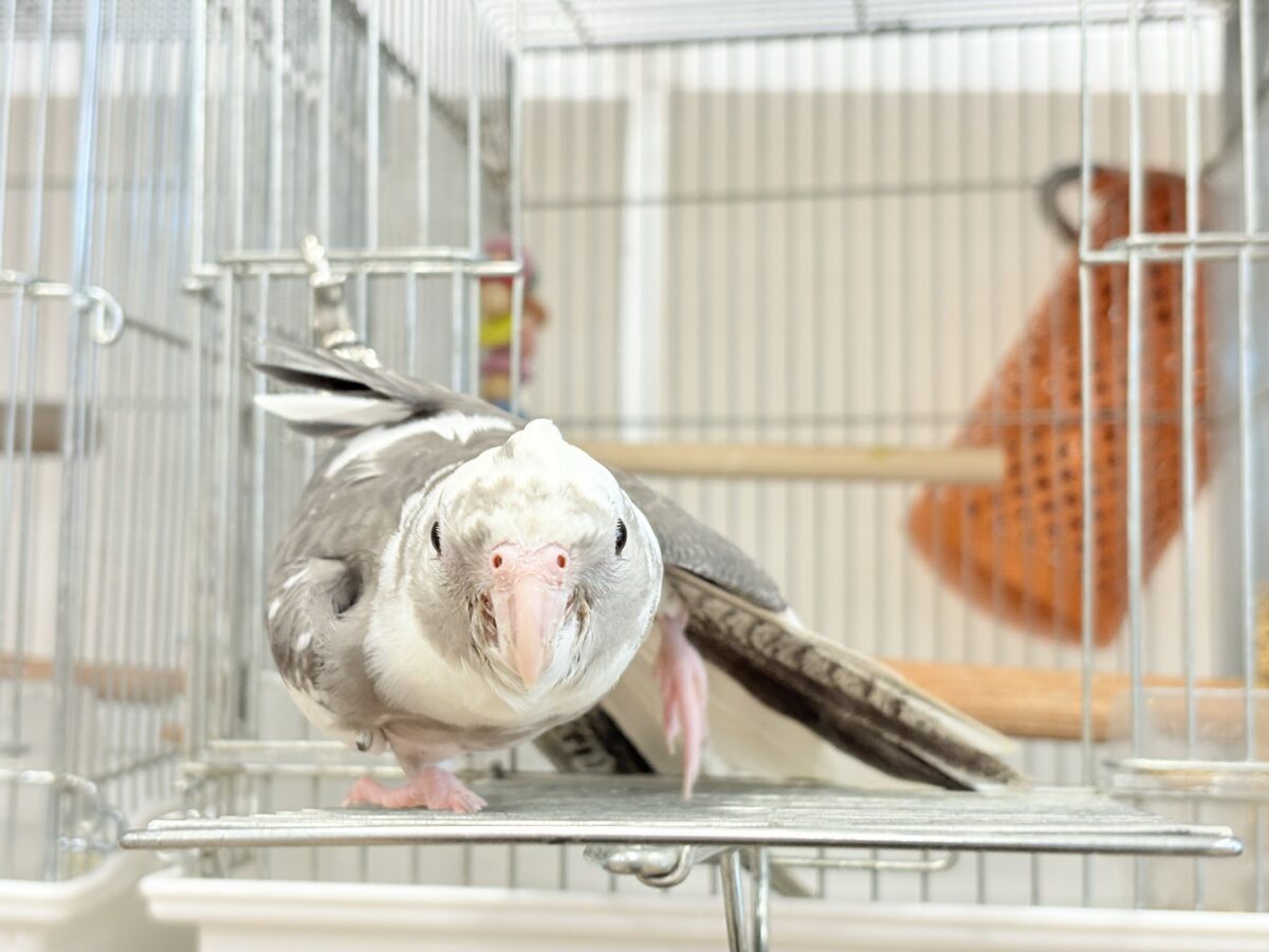 オカメインコ
