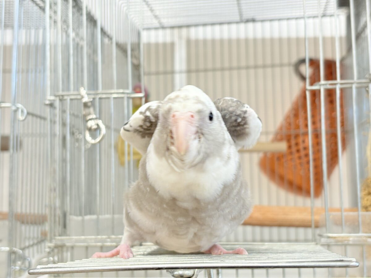 オカメインコ