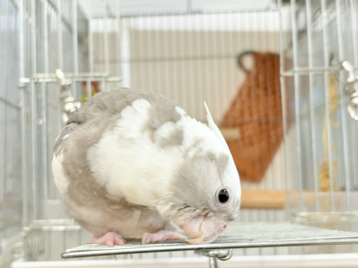 オカメインコ