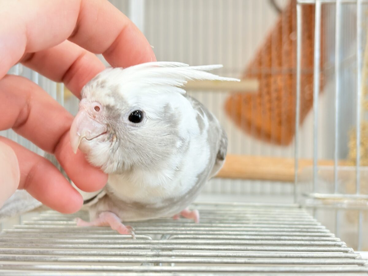オカメインコ