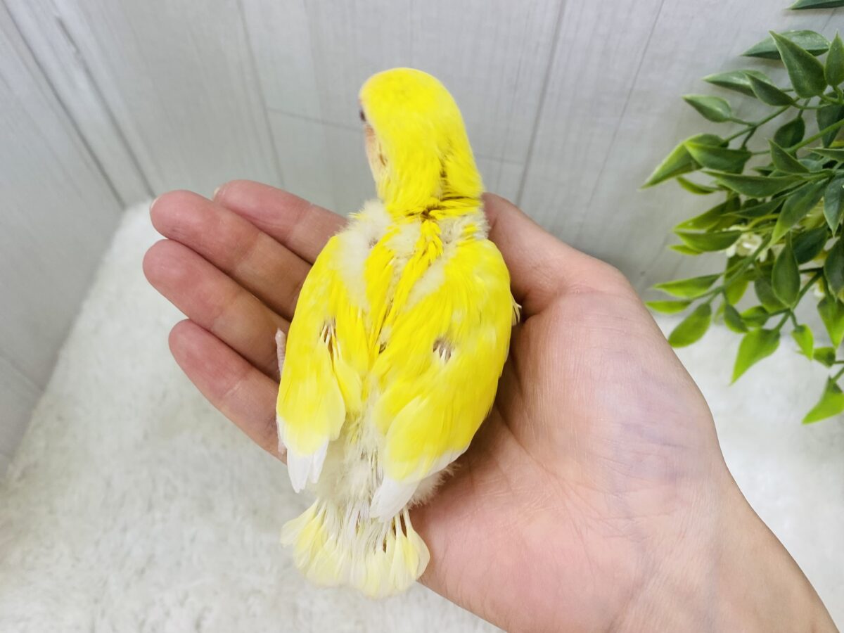 コザクラインコ（小桜インコ）
