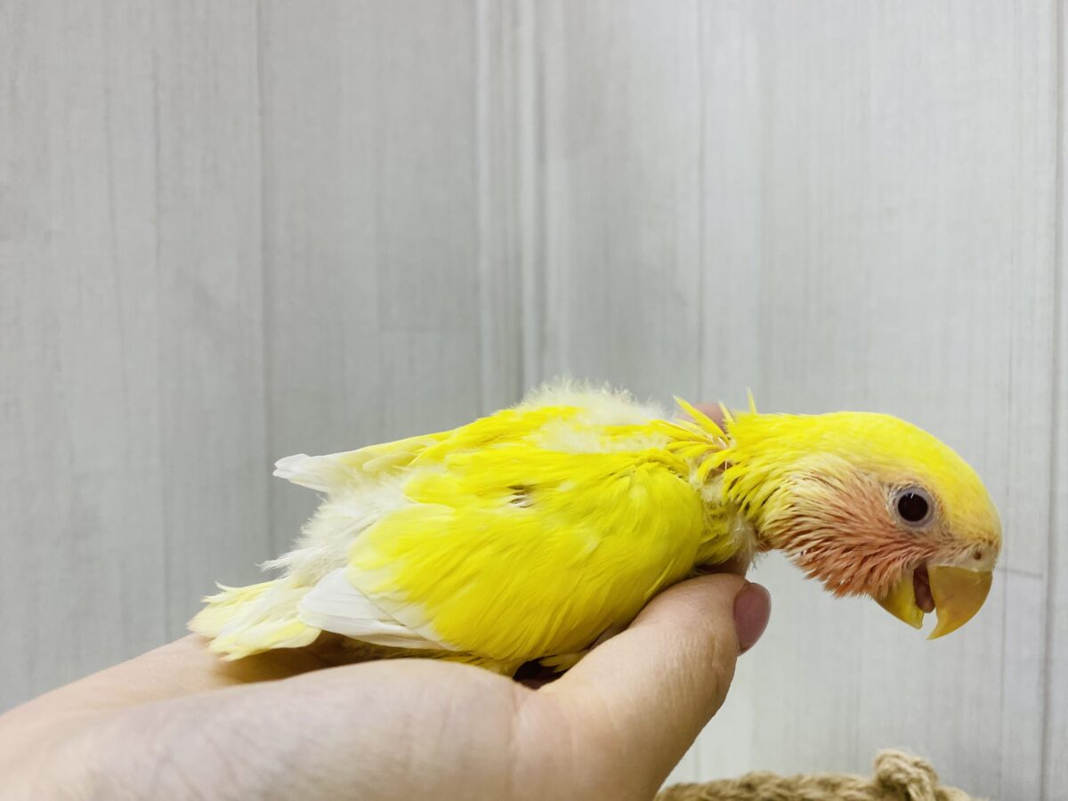 コザクラインコ（小桜インコ）