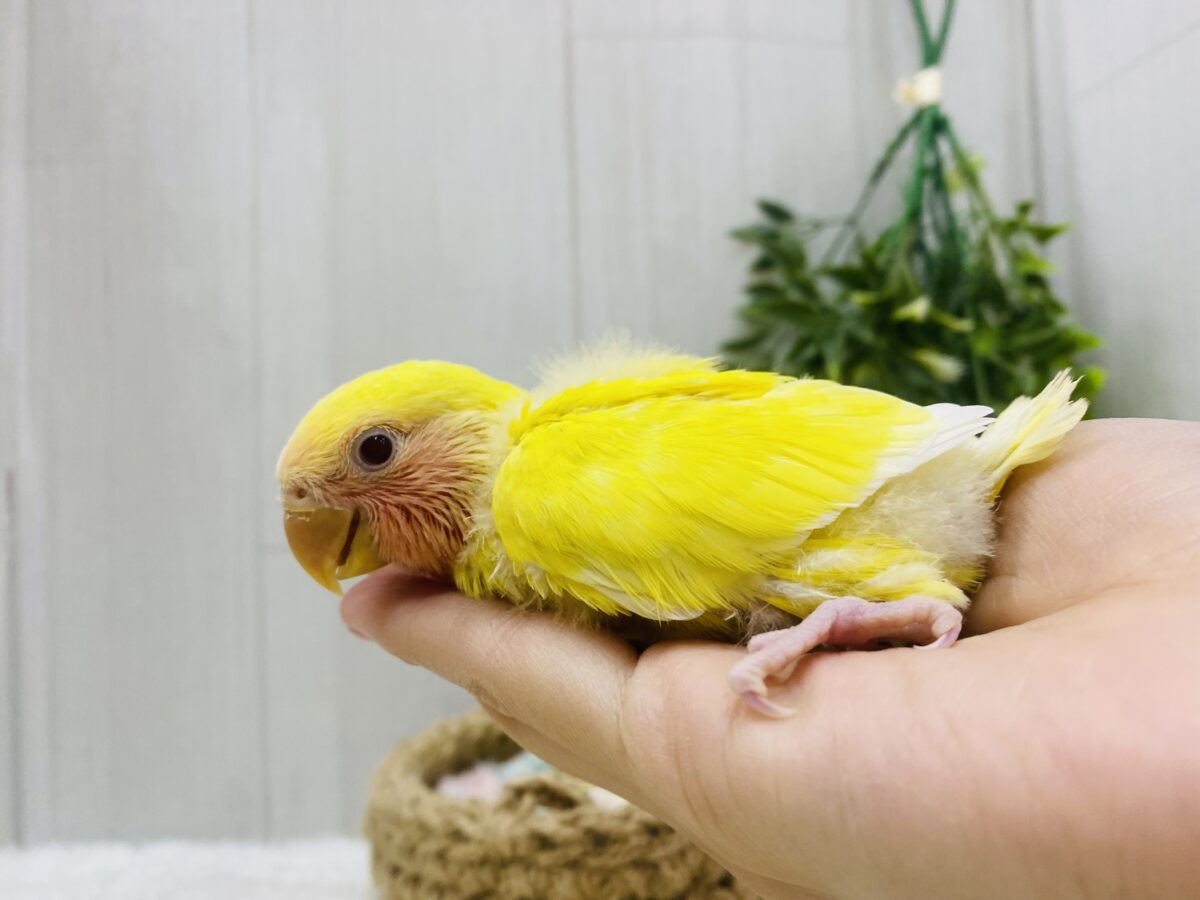 コザクラインコ（小桜インコ）