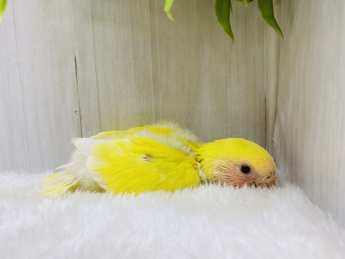 コザクラインコ（小桜インコ）