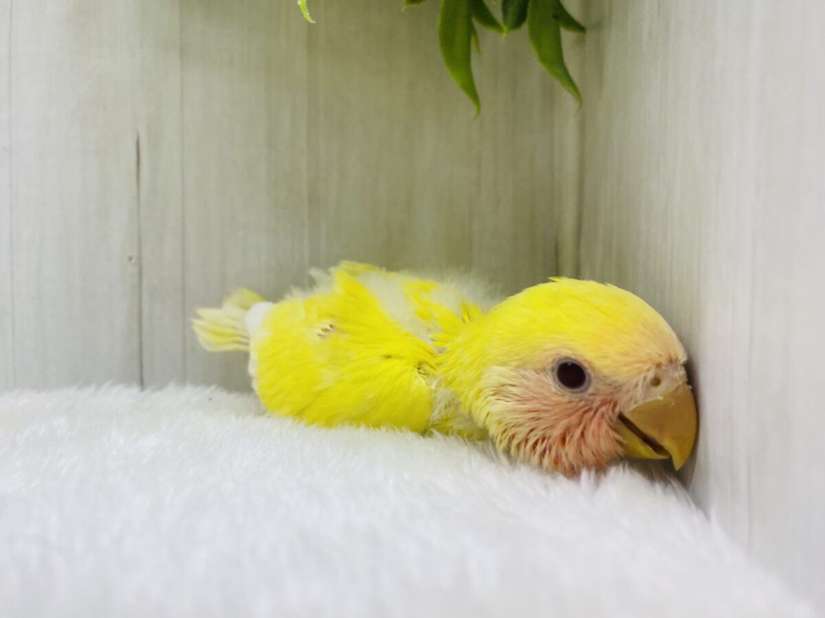 コザクラインコ（小桜インコ）