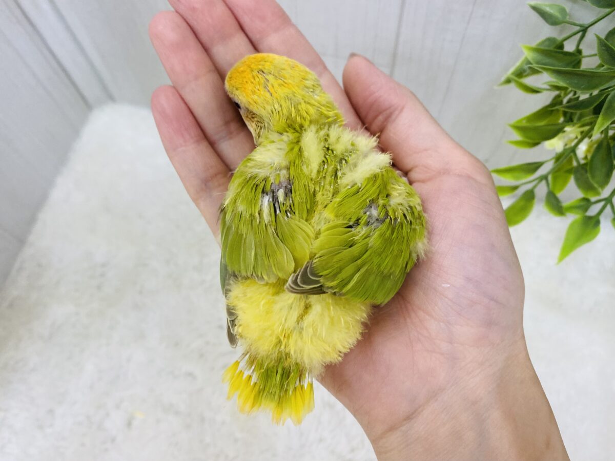 コザクラインコ（小桜インコ）
