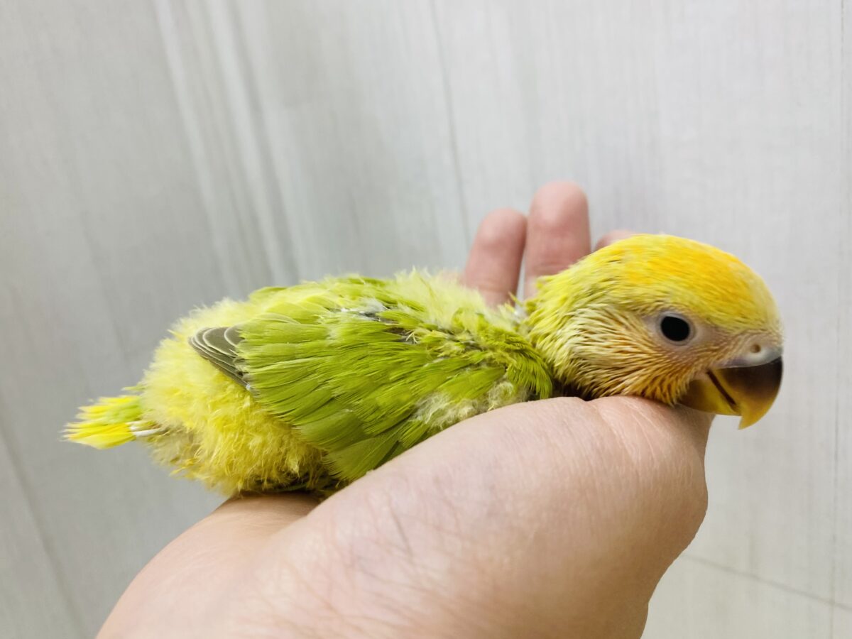 コザクラインコ（小桜インコ）