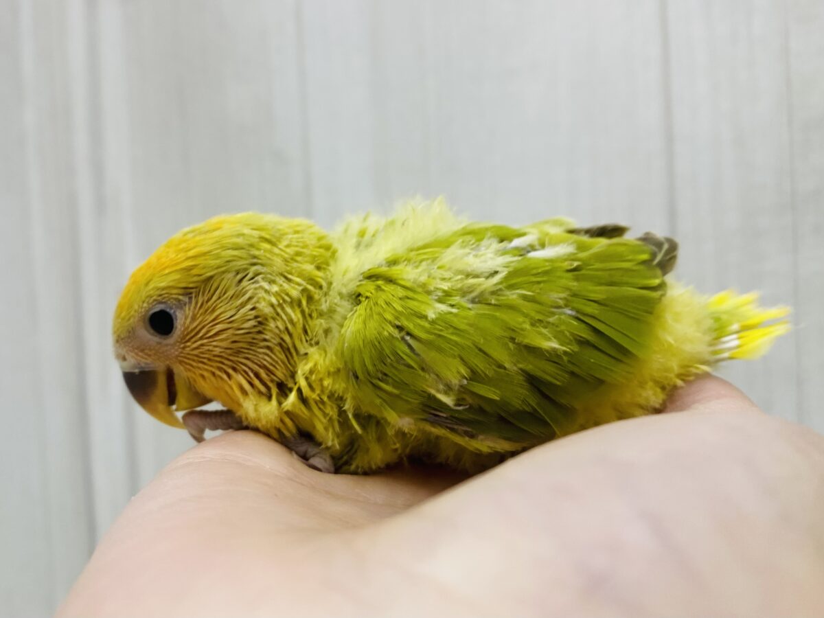 コザクラインコ（小桜インコ）