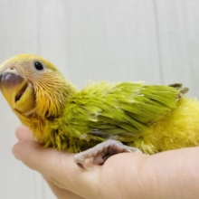 💚温かみを感じちゃう🧡コザクラインコ（オレンジフェイスオパーリン）🍊