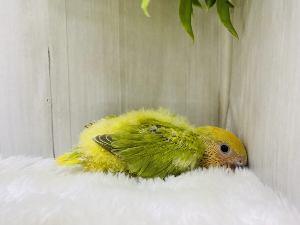 コザクラインコ（小桜インコ）