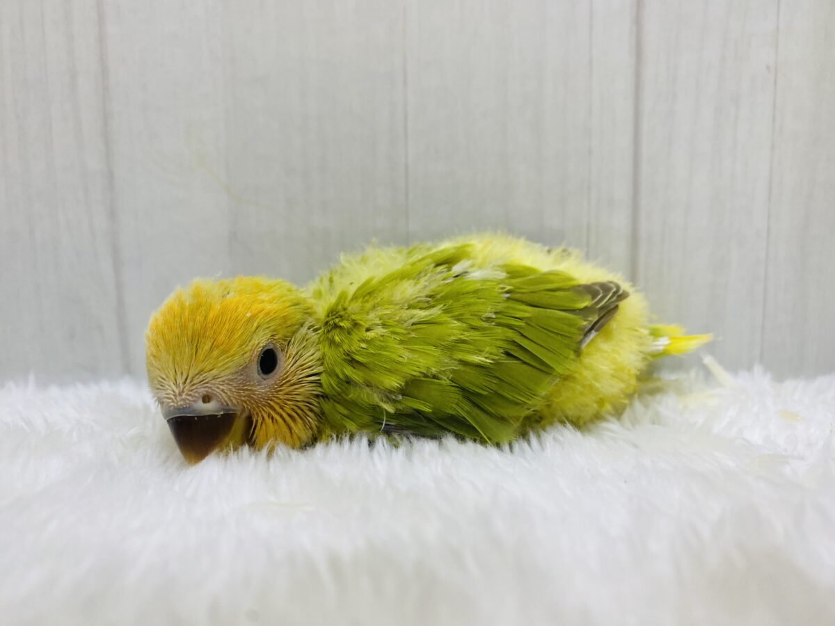 コザクラインコ（小桜インコ）