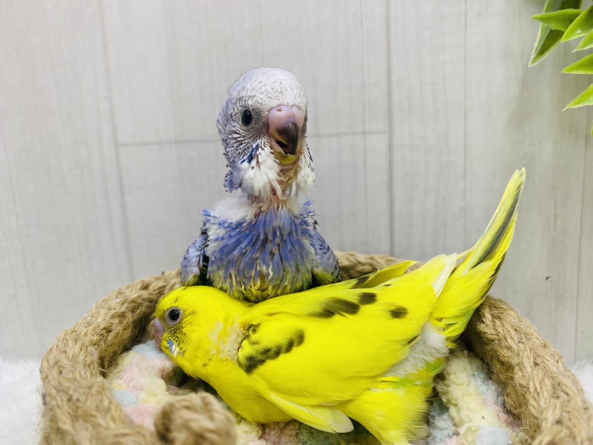 セキセイインコ