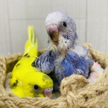 見た目も性格も正反対⁉️賑やか✨セキセイインコ