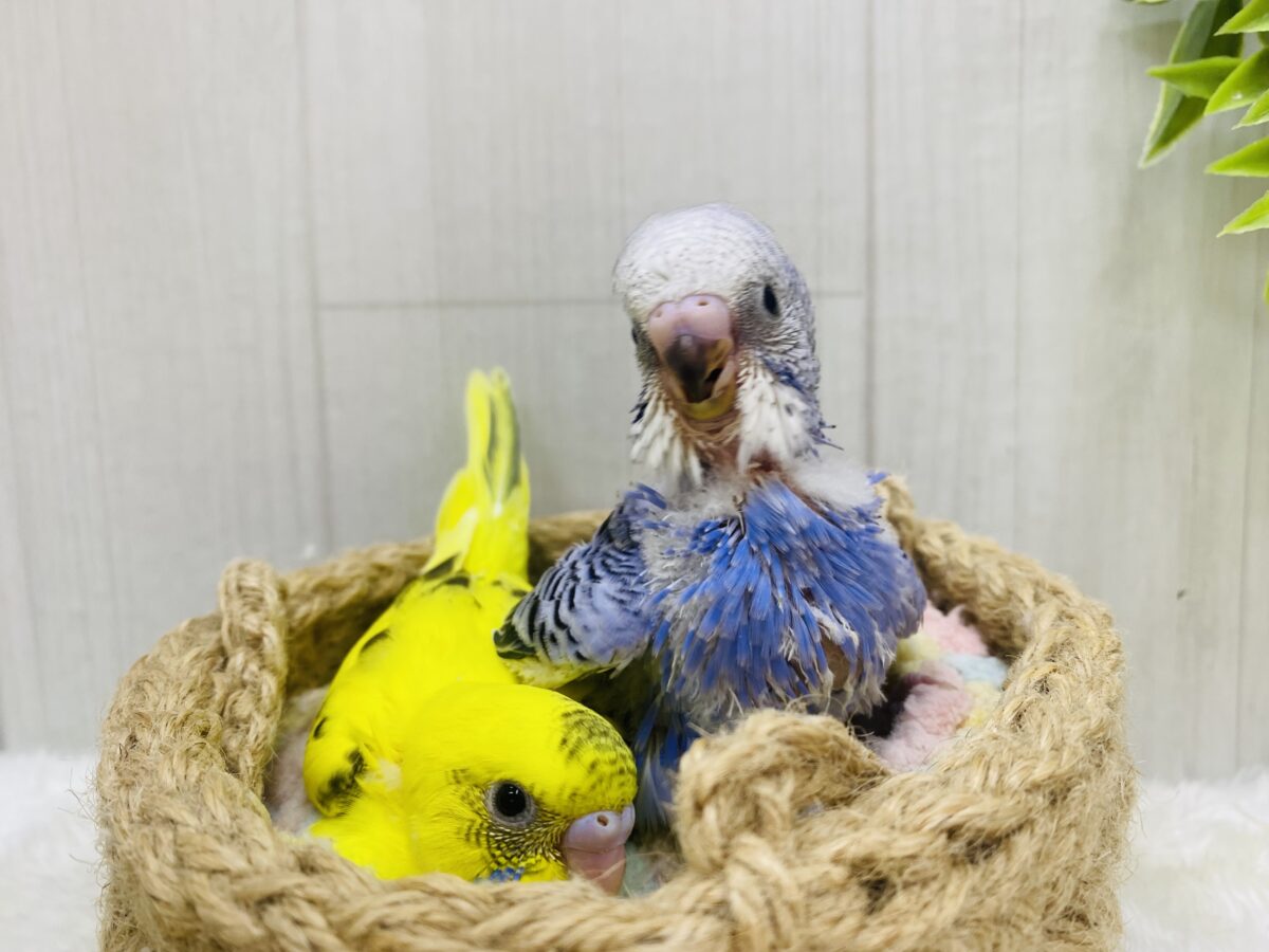 セキセイインコ