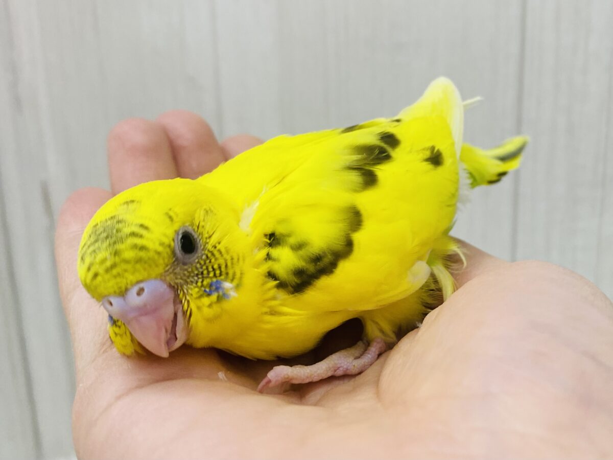 セキセイインコ