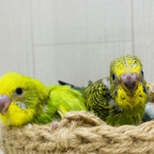 🍀グリーンチームではい、ちーず📷✨セキセイインコ(スパングル・ノーマル)