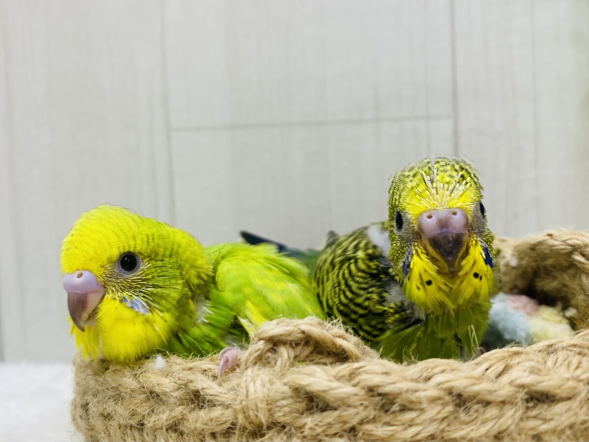 セキセイインコ