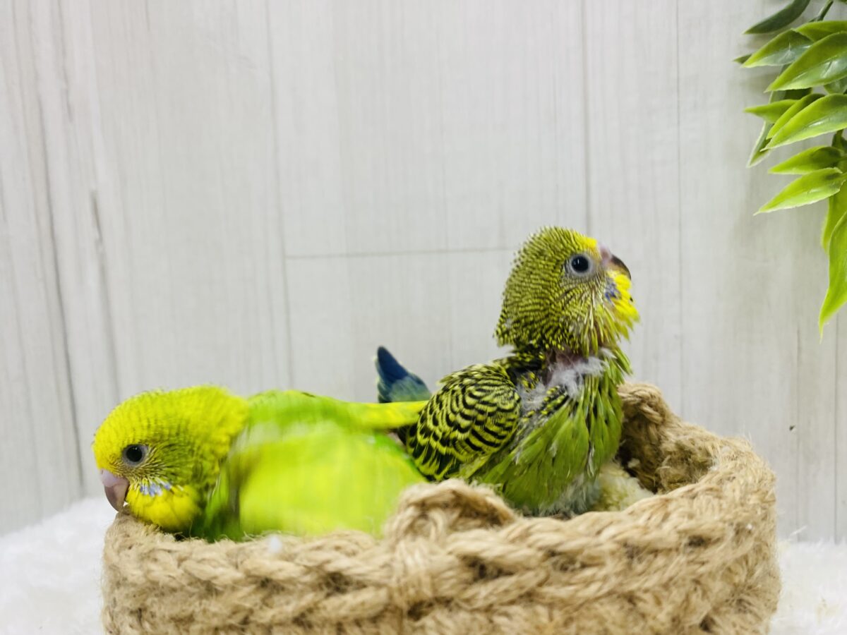セキセイインコ