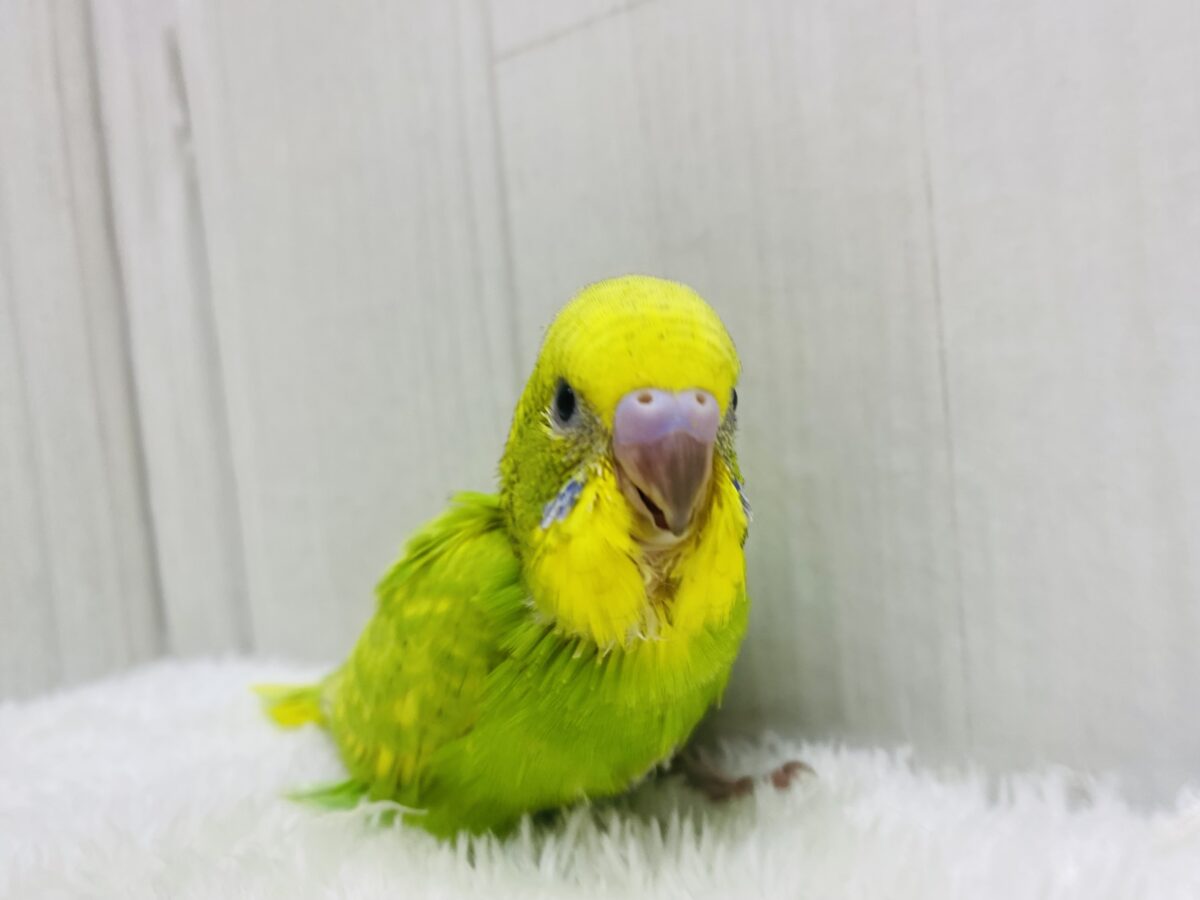 セキセイインコ