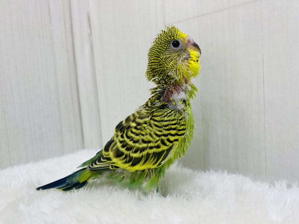セキセイインコ