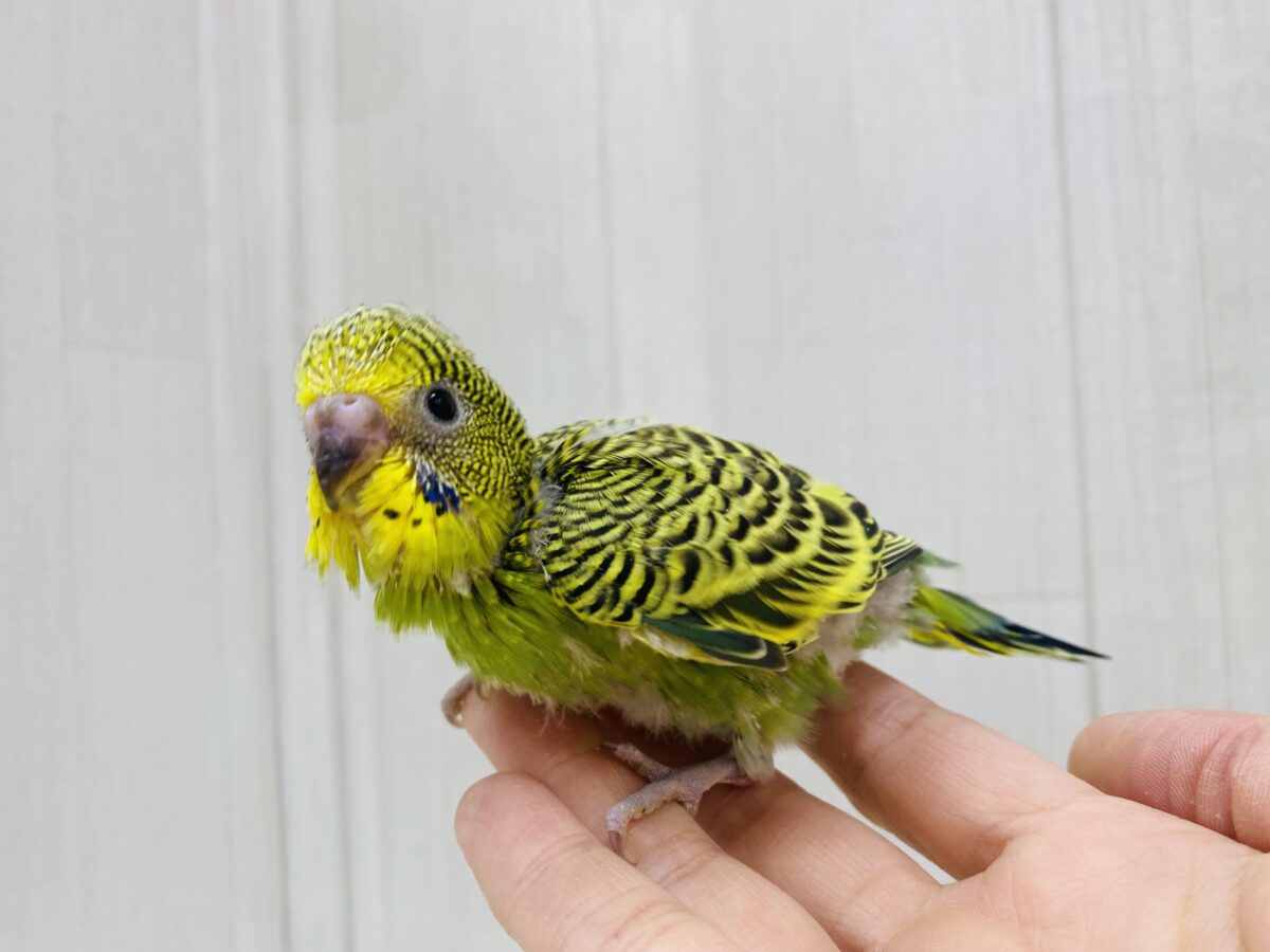 セキセイインコ