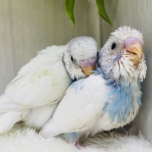 いつでもギュッと寄り添っちゃう🩵セキセイインコパイドチーム✨