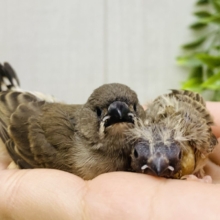 もふもふっと成長中🌼キンカ鳥ヒナちゃんず💗
