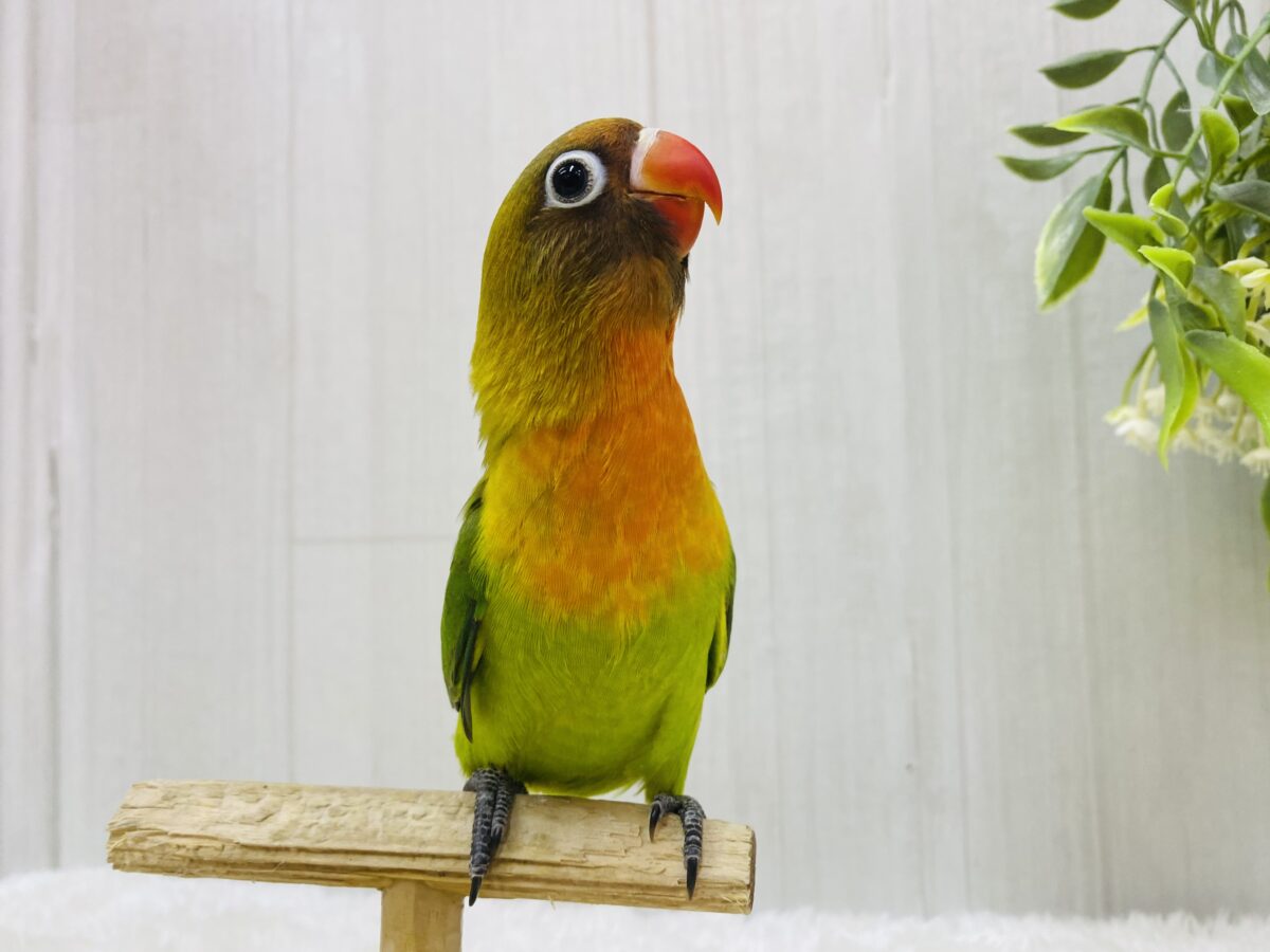 ルリゴシボタンインコ