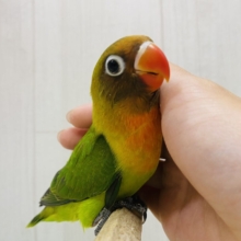 最新画像有ります❗️🥭トロピカルパラダイス〜🏝️ルリコシボタンインコ🧡