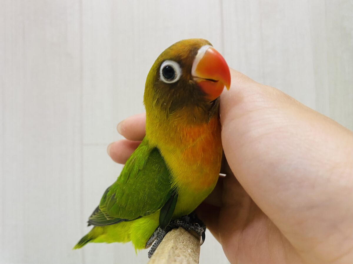 最新画像有ります❗️🥭トロピカルパラダイス〜🏝️ルリコシボタンインコ🧡