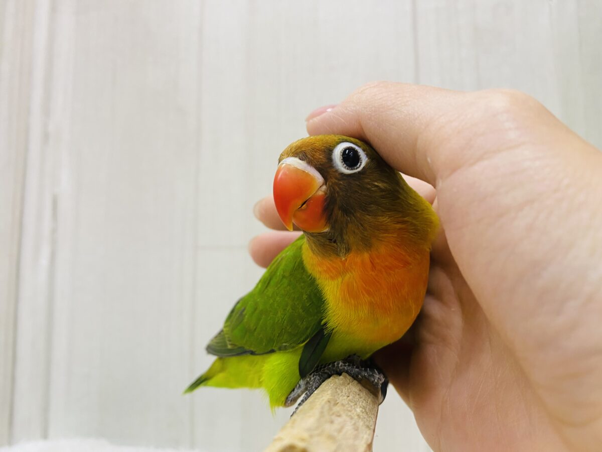ルリゴシボタンインコ