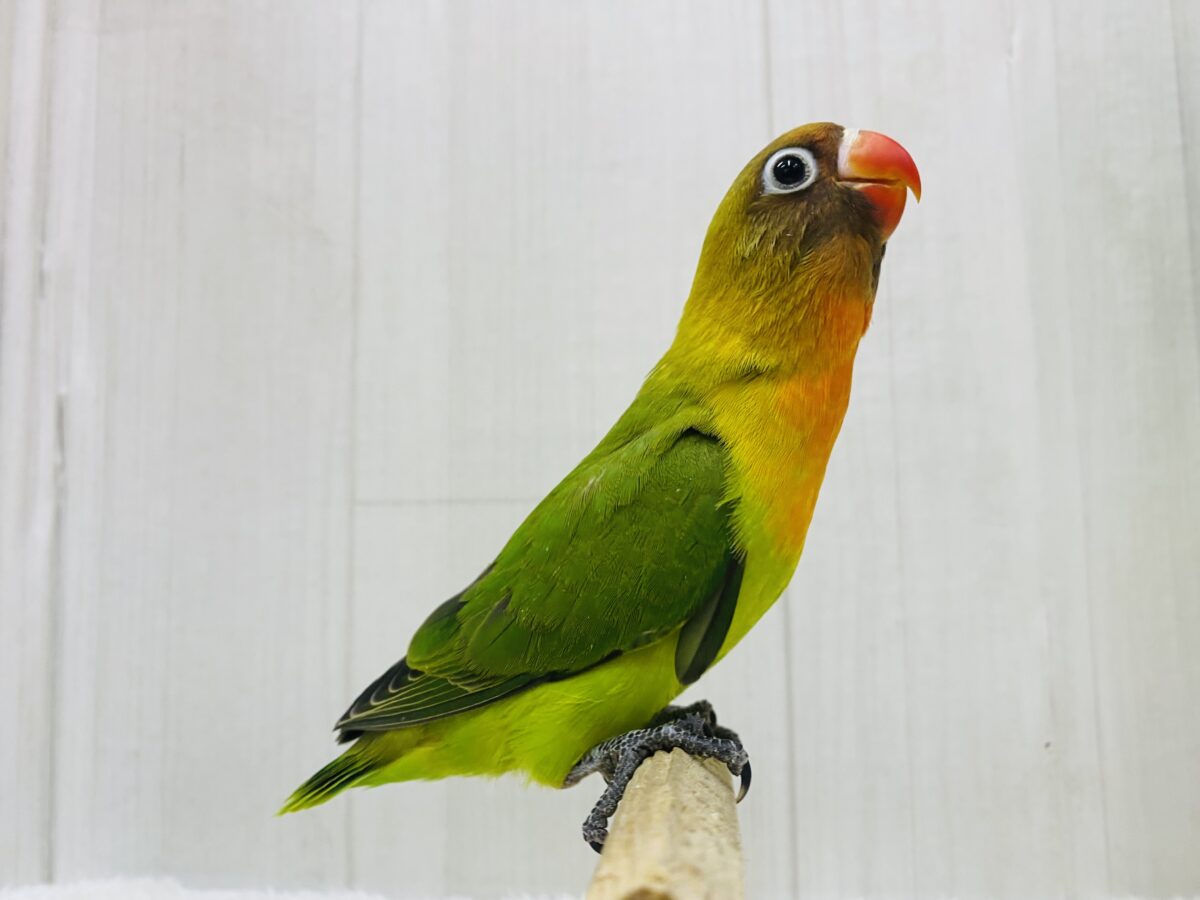 ルリゴシボタンインコ