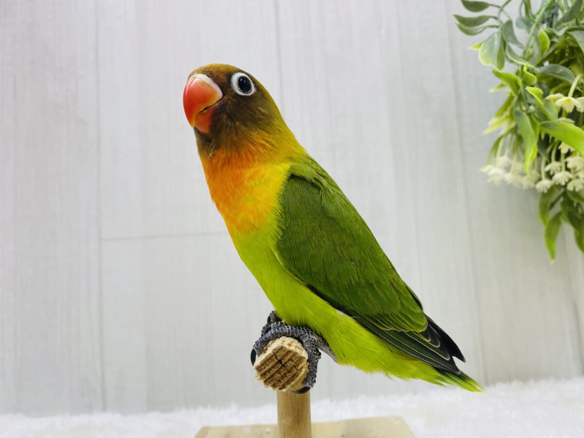 ルリゴシボタンインコ
