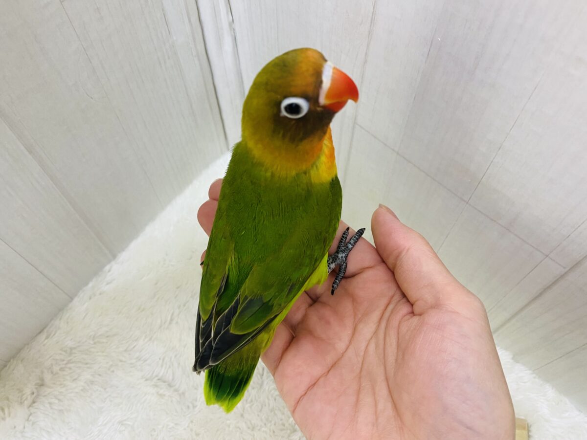 ルリゴシボタンインコ