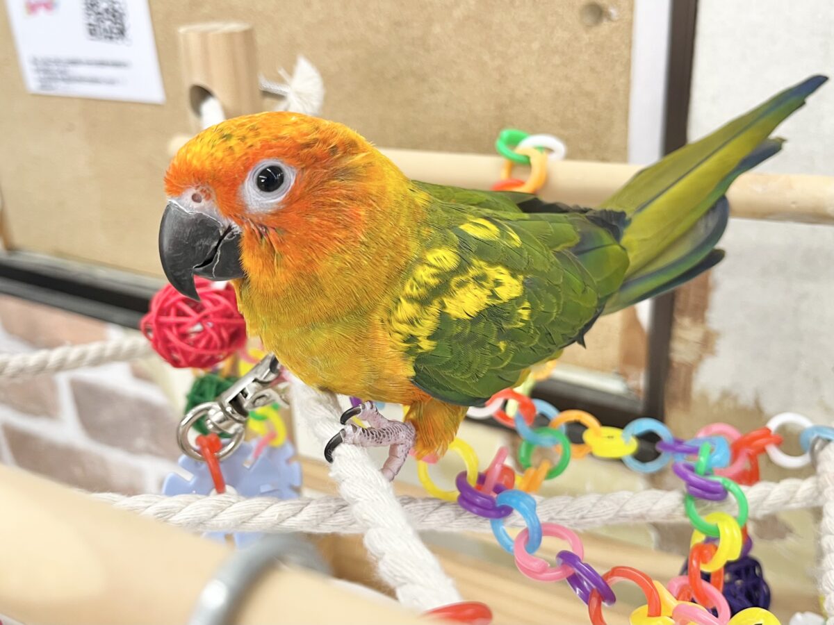 コガネメキシコインコ