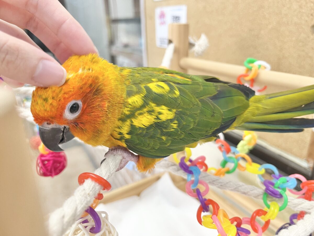 コガネメキシコインコ
