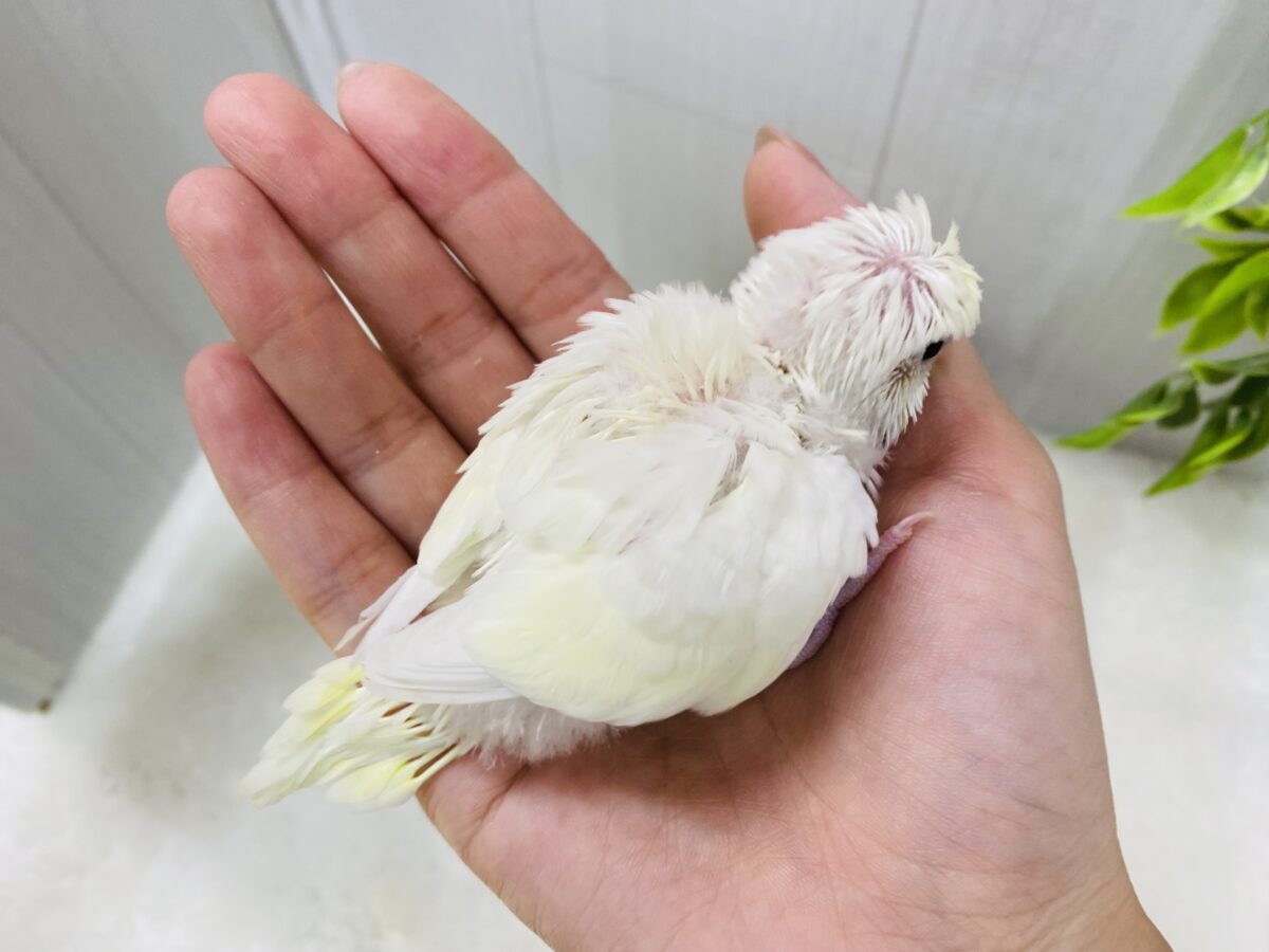 梵天セキセイインコ