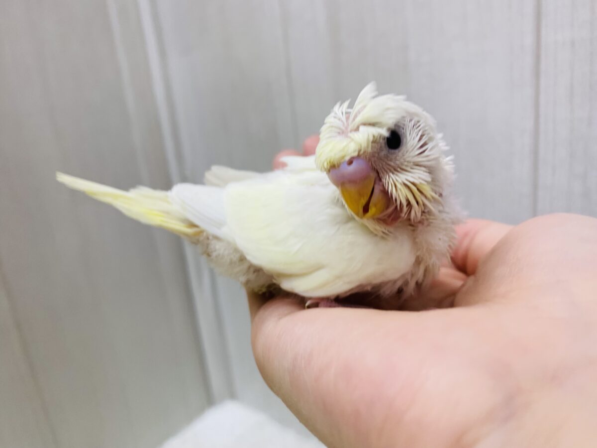 梵天セキセイインコ