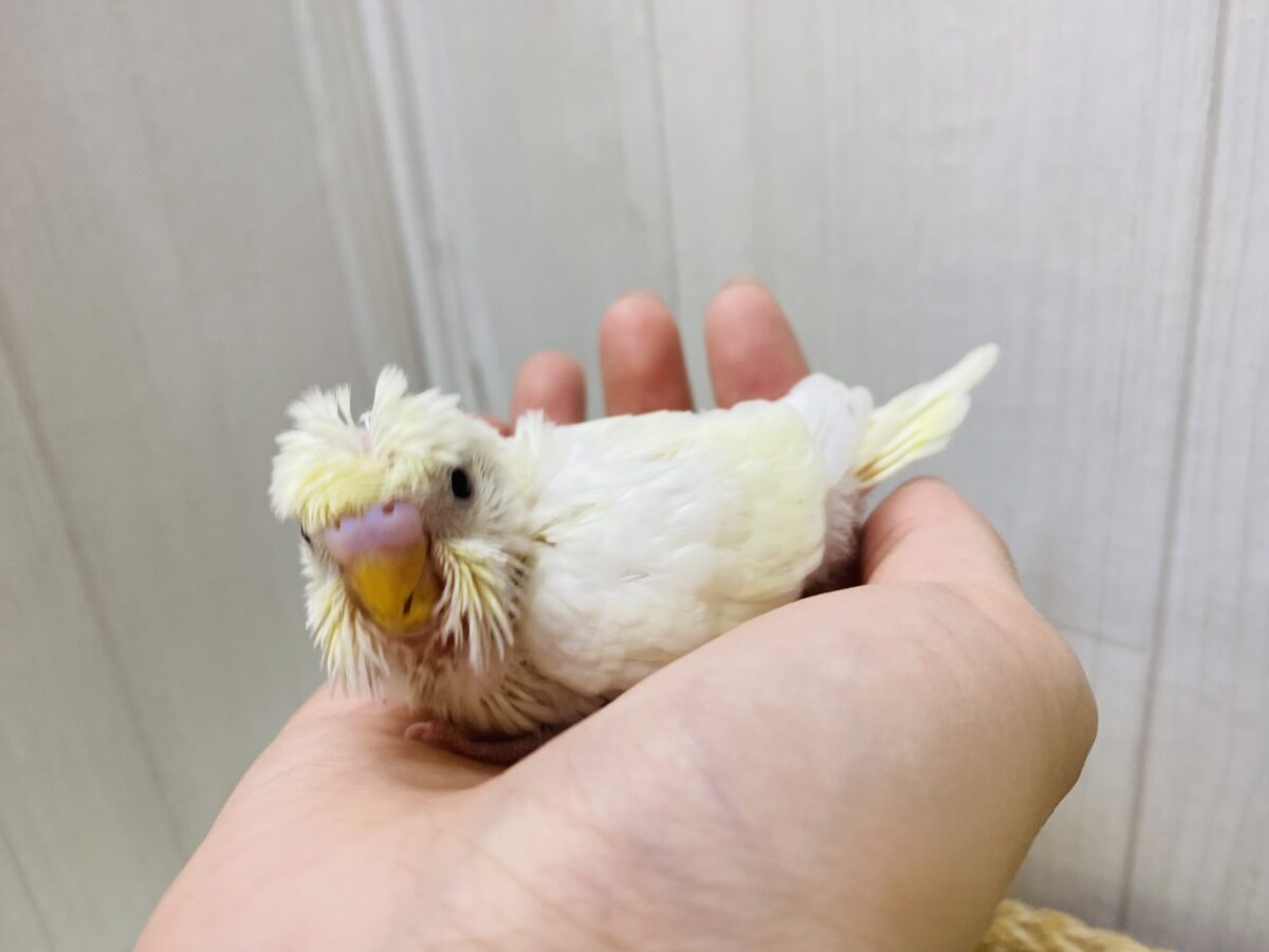 梵天セキセイインコ