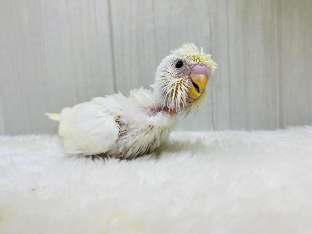 梵天セキセイインコ