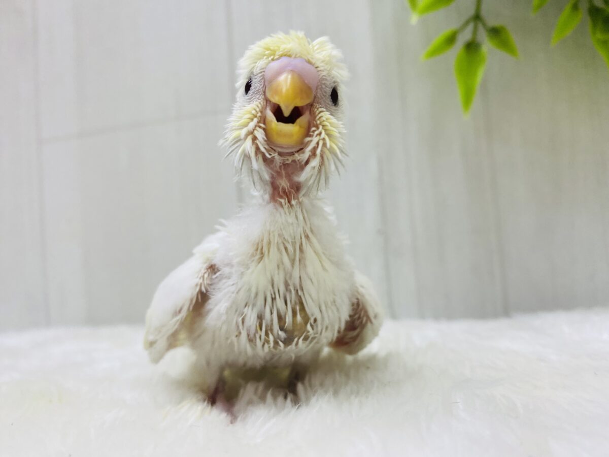 梵天セキセイインコ