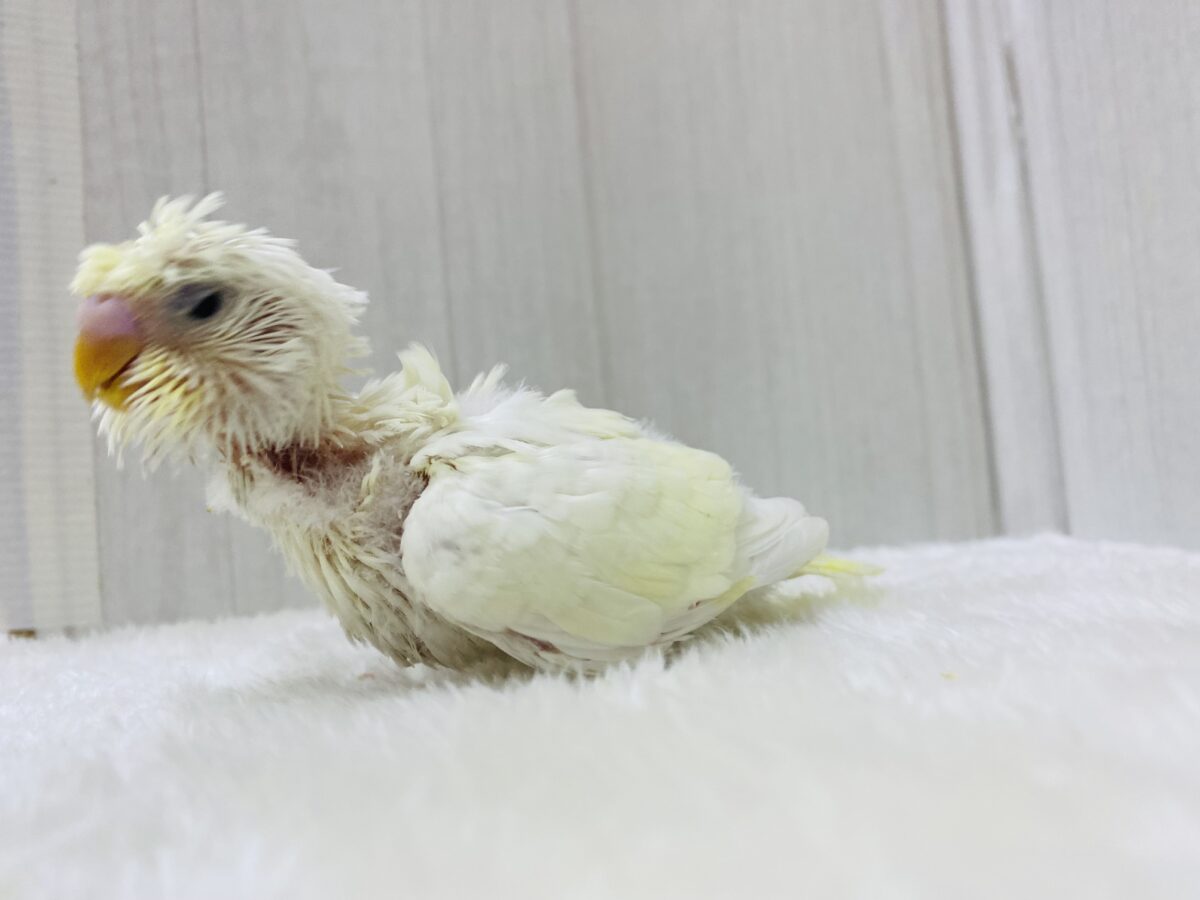 梵天セキセイインコ