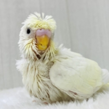 癖っ羽さえも愛おしい💓淡〜いクリーム💛梵天セキセイインコ‼️