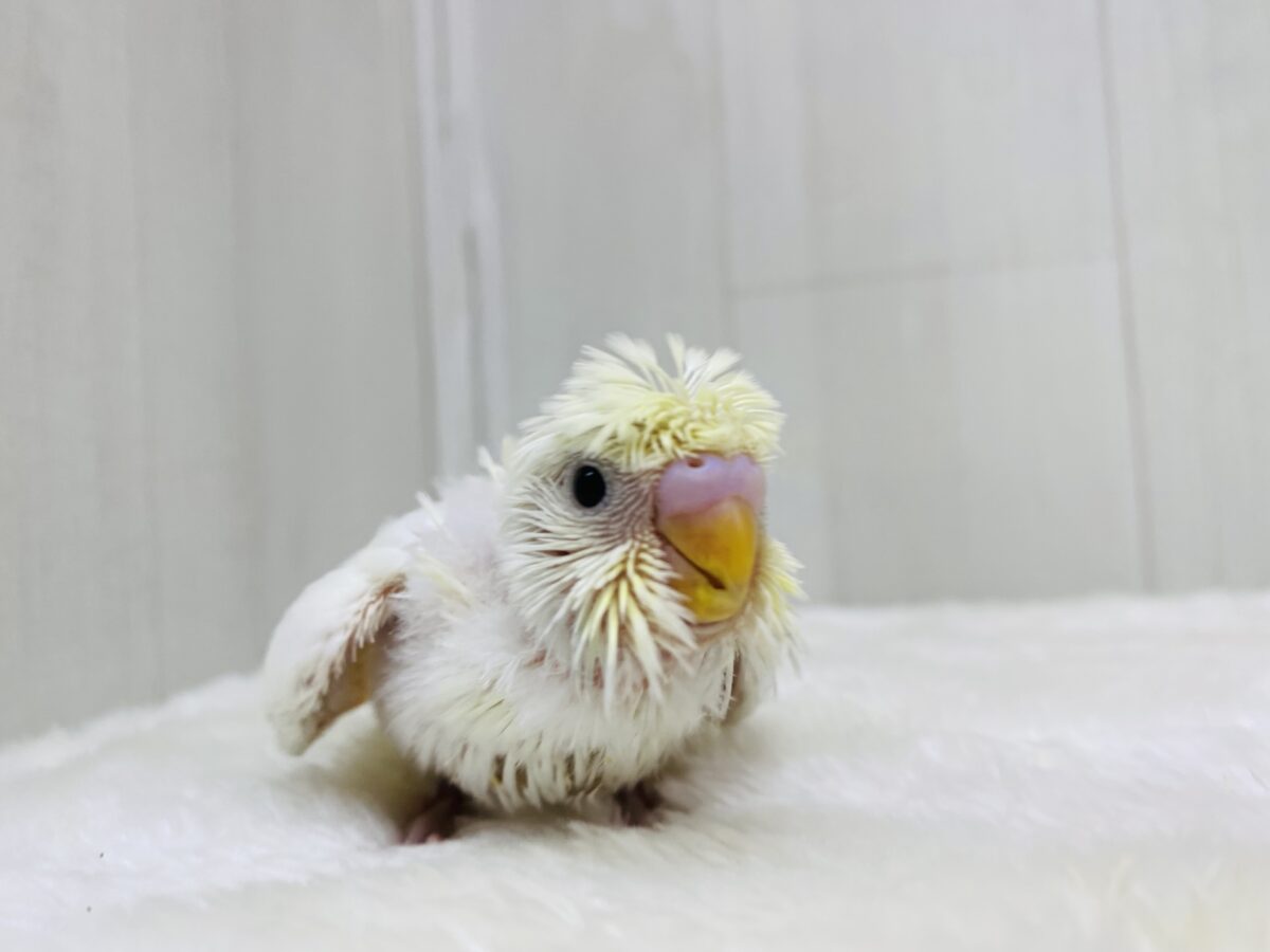 梵天セキセイインコ