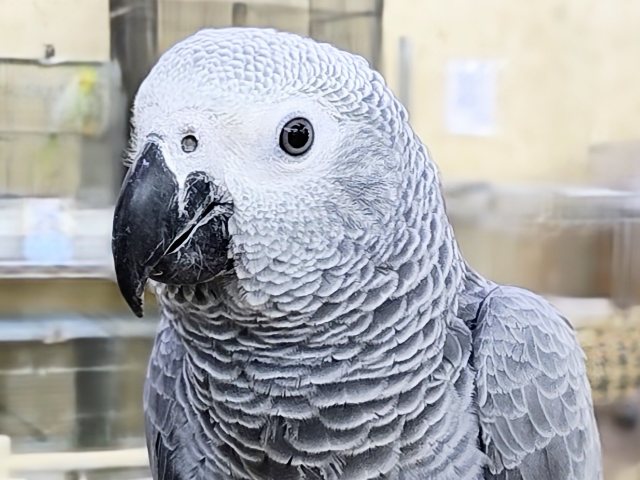 ヨウム