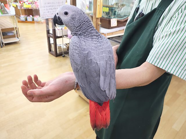 ヨウム