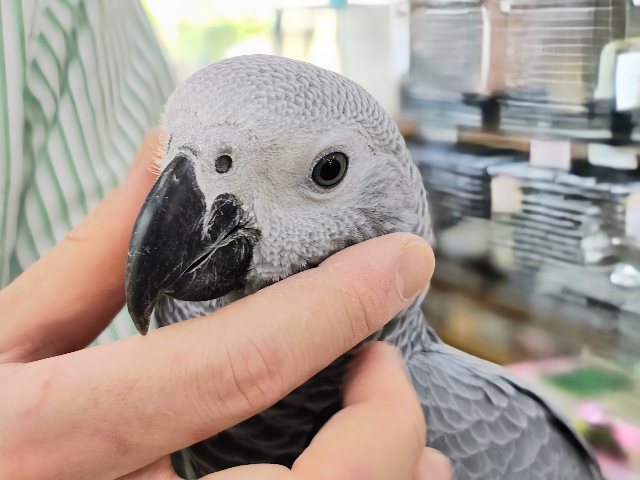 ヨウム