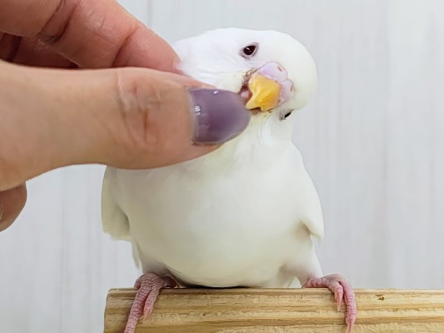 カキカキだぁいすきっ💓‪セキセイインコのヒナ(アルビノ)入荷しました❤️