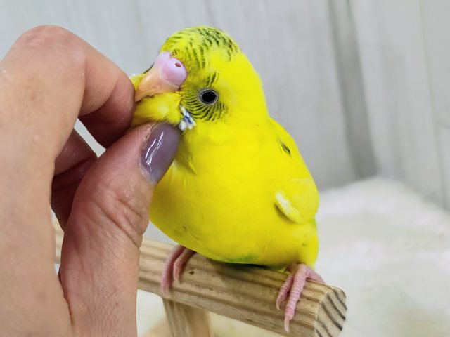 セキセイインコ