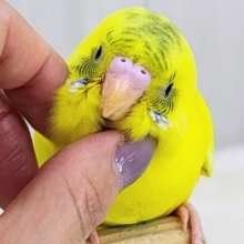 ベタなれ✨触れ合いさせてくれるよ〜♪セキセイインコのヒナ(黄・ハルクイン)入荷しました❤️